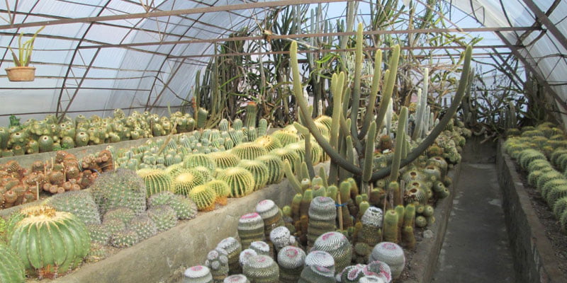 Cactus Nursery
