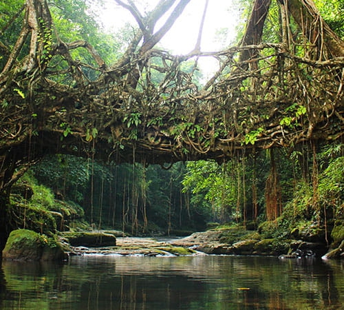 4 Days Tour of Mystic Meghalaya
